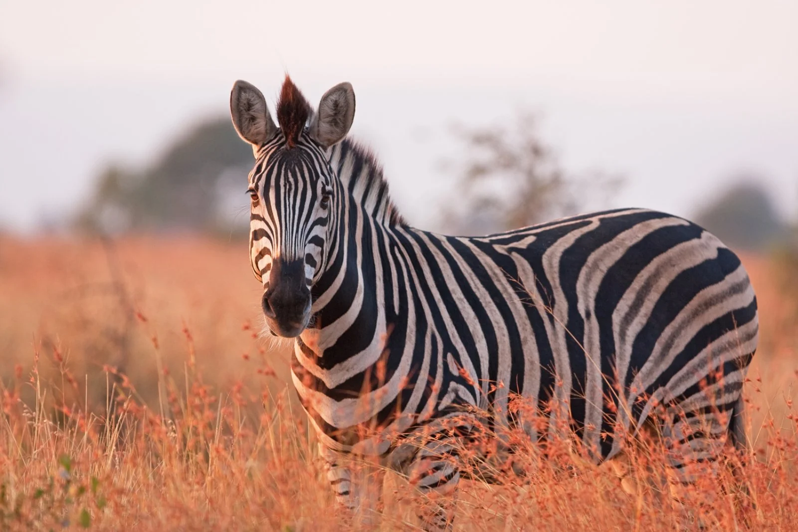 Johannesburg - Hoedspruit - Riserva di Moditlo - immagine 5 di 5