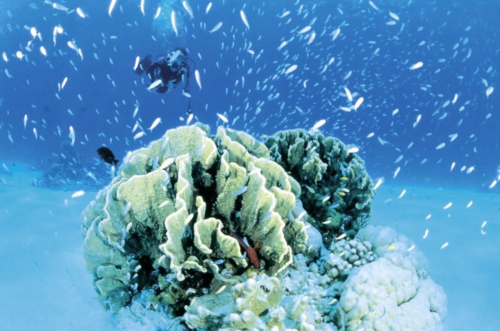 Seychelles - immagine 4 di 4