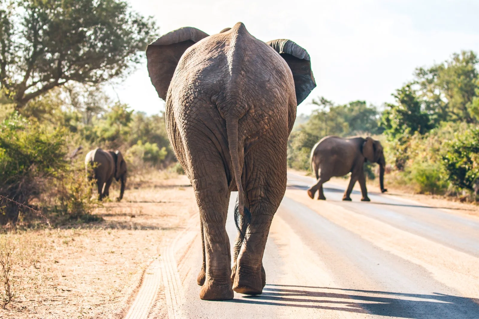 Parco Kruger - Johannesburg - immagine 3 di 3