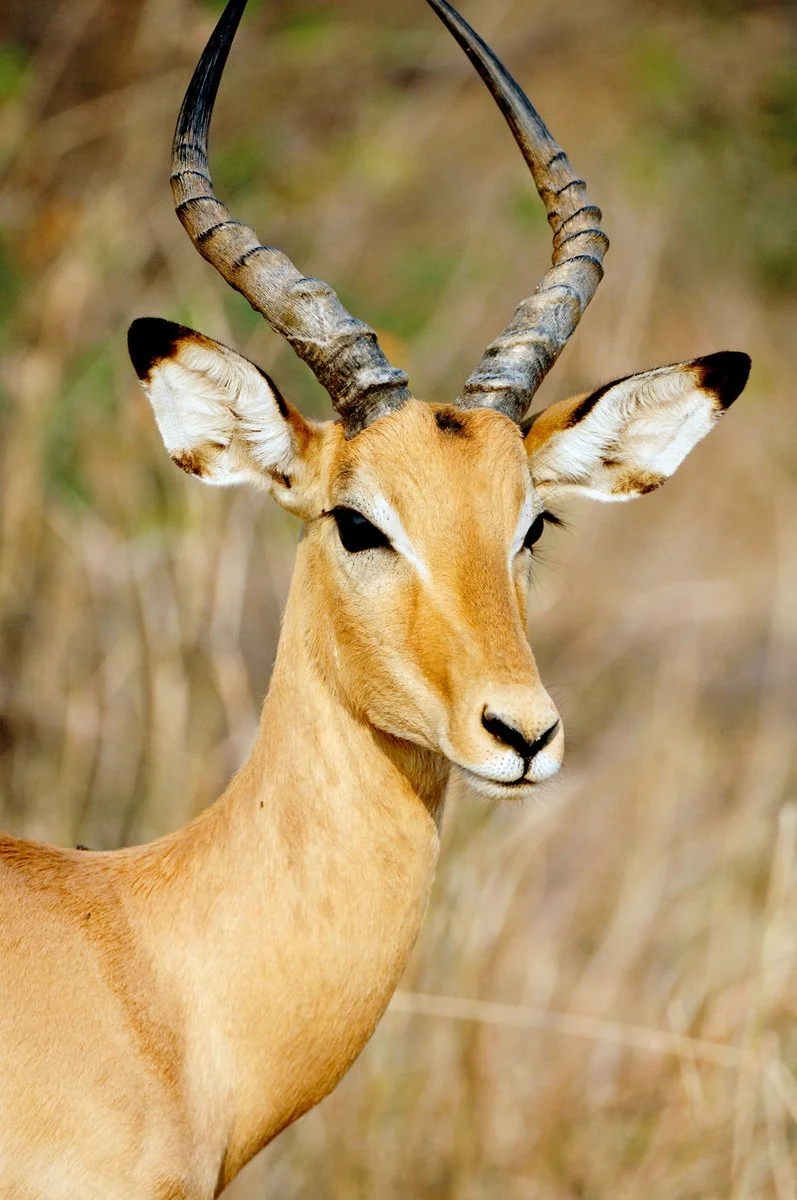 Parco Kruger - Johannesburg - immagine 1 di 3