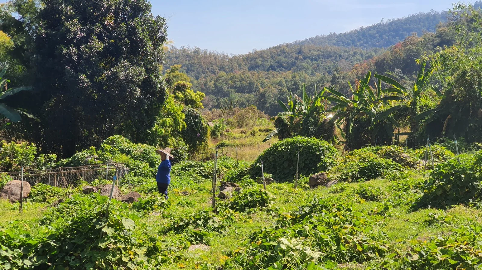 Chiang Rai - Italia - immagine 1 di 4