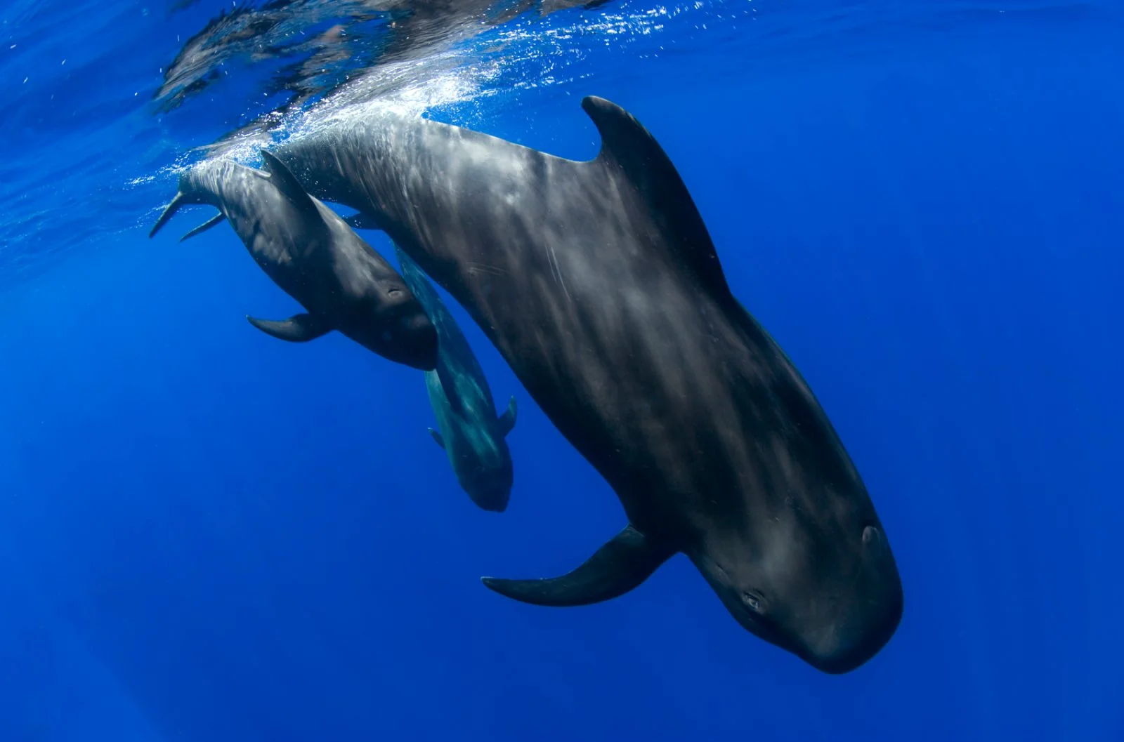 Freebird Whale Watching - L’emozione dell’oceano