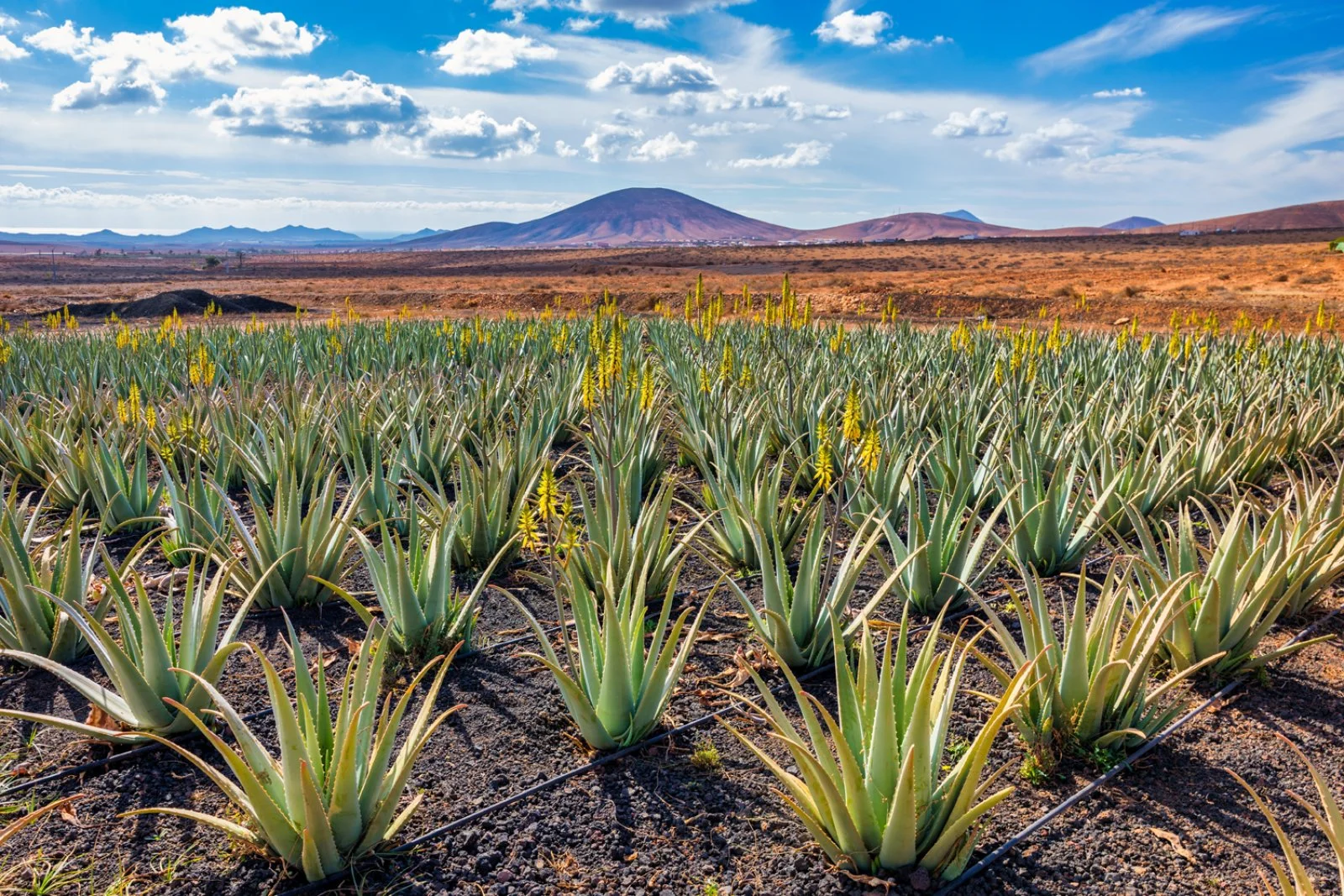 Finca Canarias La Oliva - Il benessere che nasce dall’aloe
