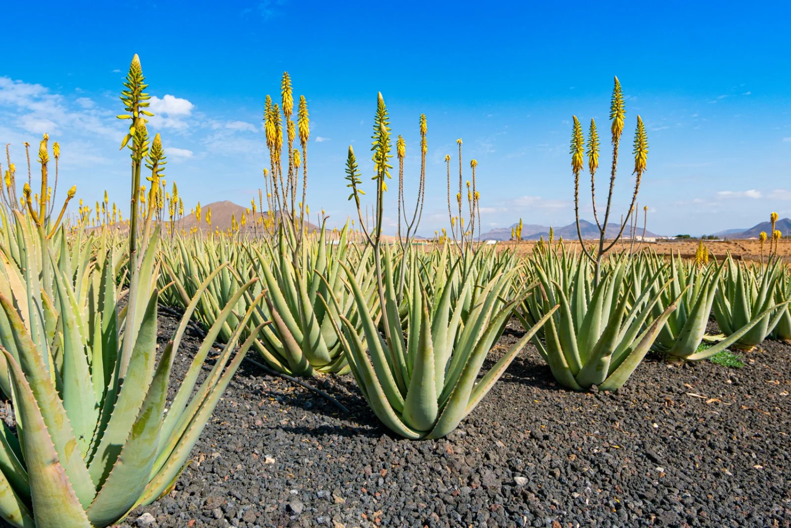 Verdeaurora Bio Farm - L’anima green di Fuerteventura