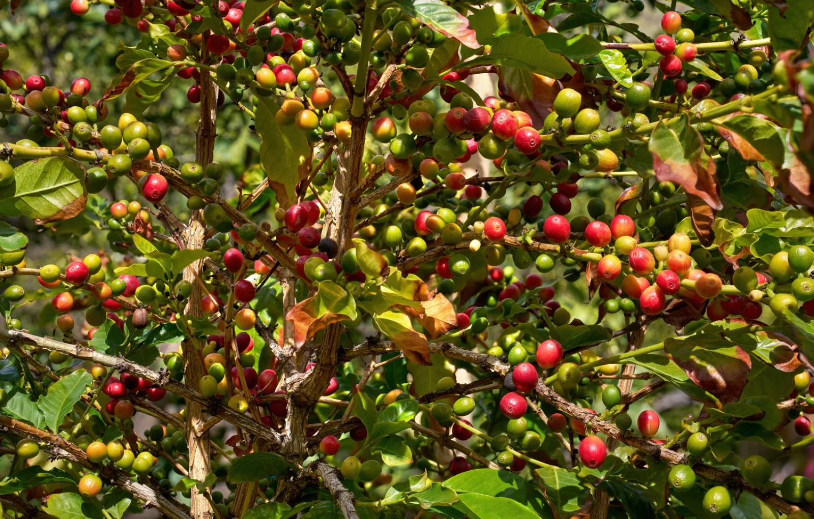 Finca La Laja - I profumi della Valle di Agaete