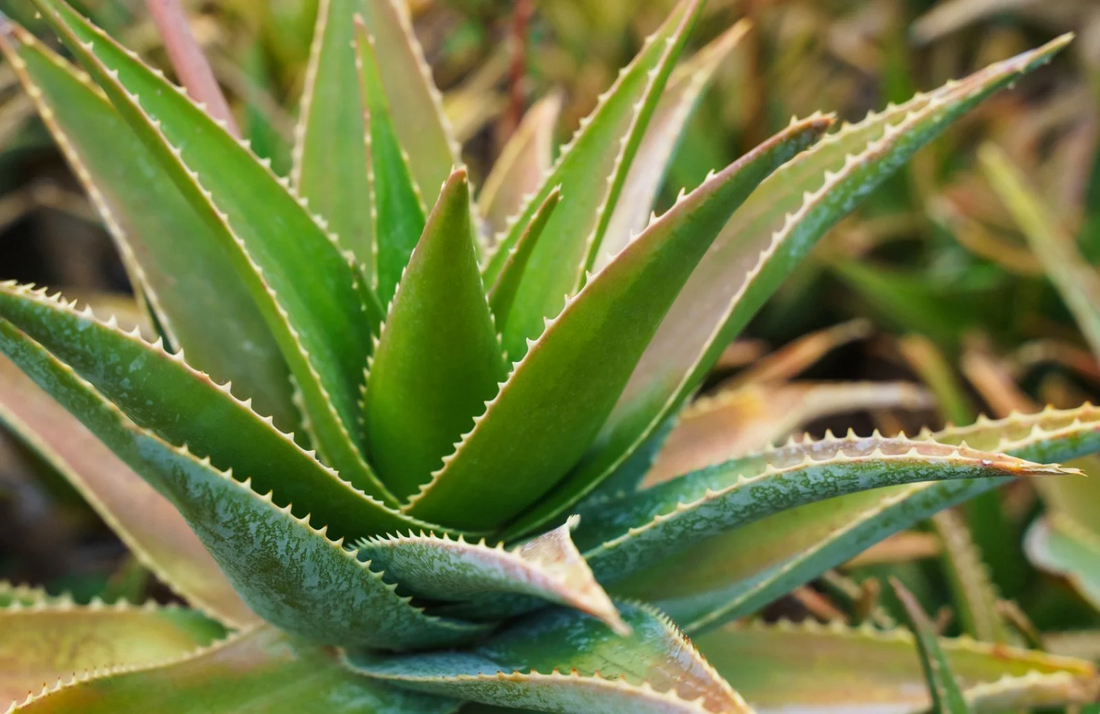 Finca Canarias Aloe Vera Fataga - Il benessere che nasce dalla terra