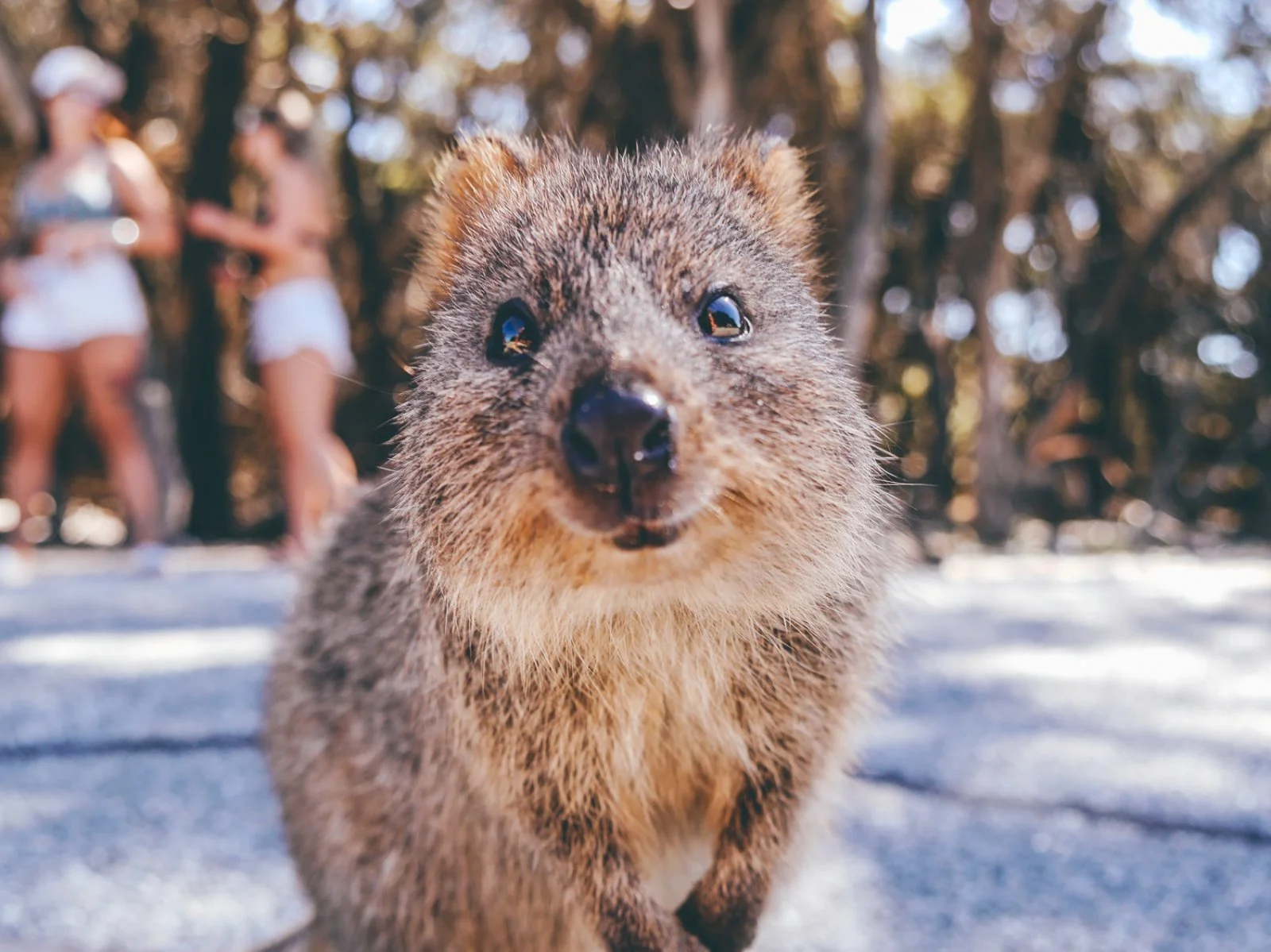 Voyager Quokka 