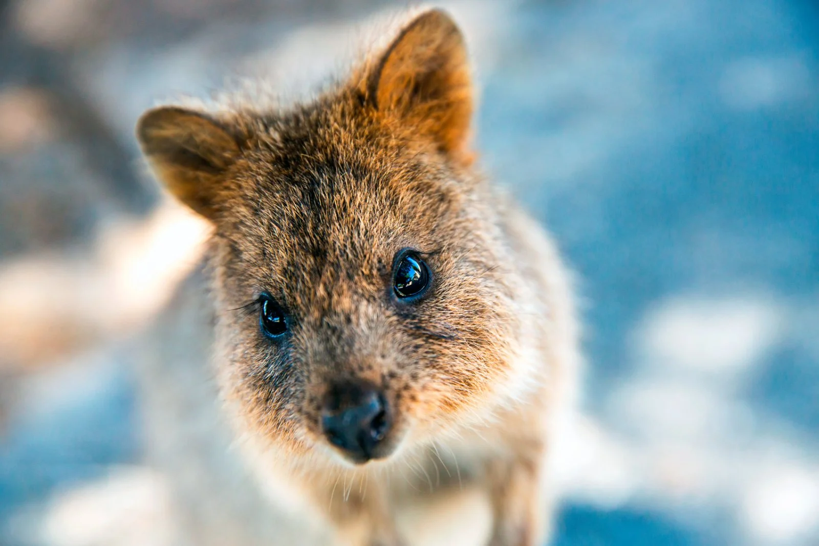 Perth - Rottnest Island - immagine 1 di 2